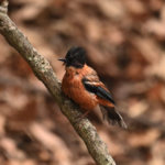 Rufous Sibia - The Monk of the Mountains